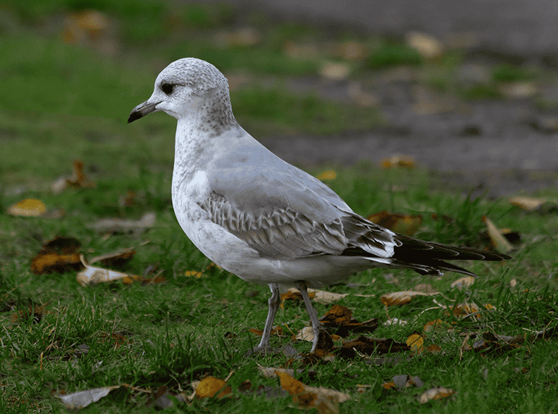 Seagull (1).png