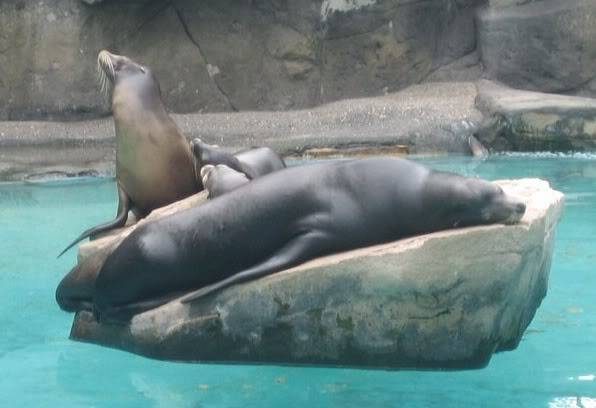 SeaLionsbasking.jpg
