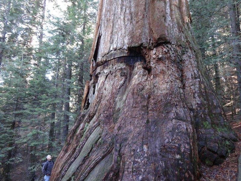 Sequoia.jpg