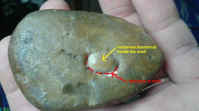 shell in mudstone.JPG
