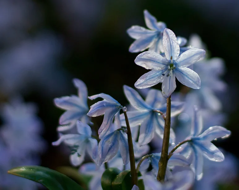 Siberian squill (1) (Canon nFD 50mm f1.4).webp