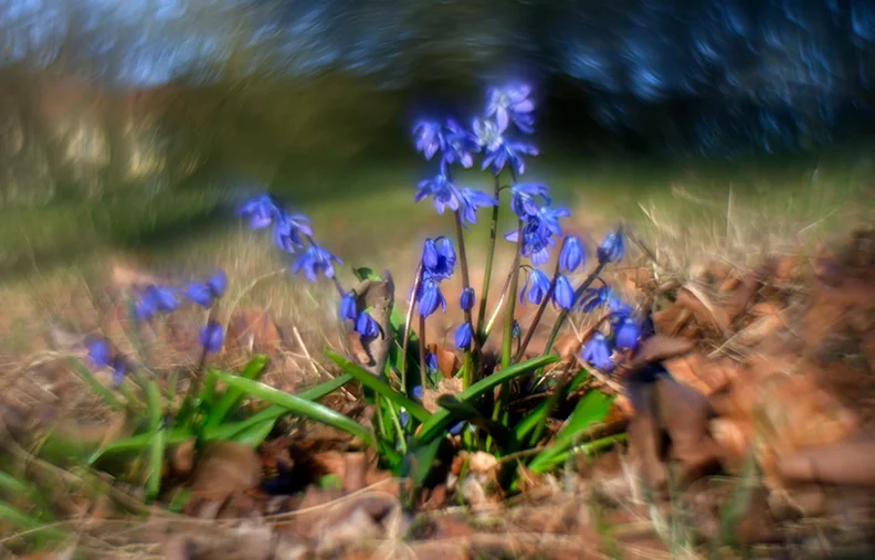 Siberian squill (1).webp