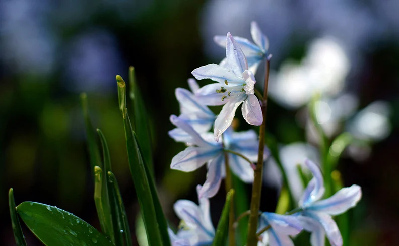 Siberian squill (2) (Canon nFD 50mm f1.4).webp