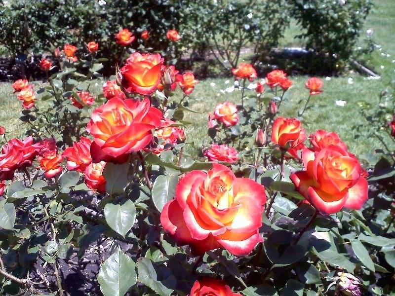 SJ Rose Garden Apr2013 Red Roses.jpg
