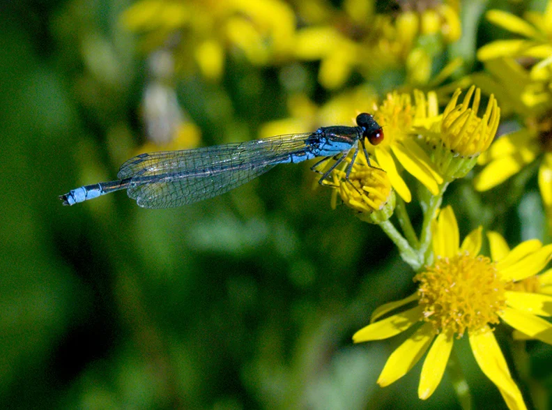 Small red-eyed damselfly (Pentacon MC Red 50mm f1.8).webp