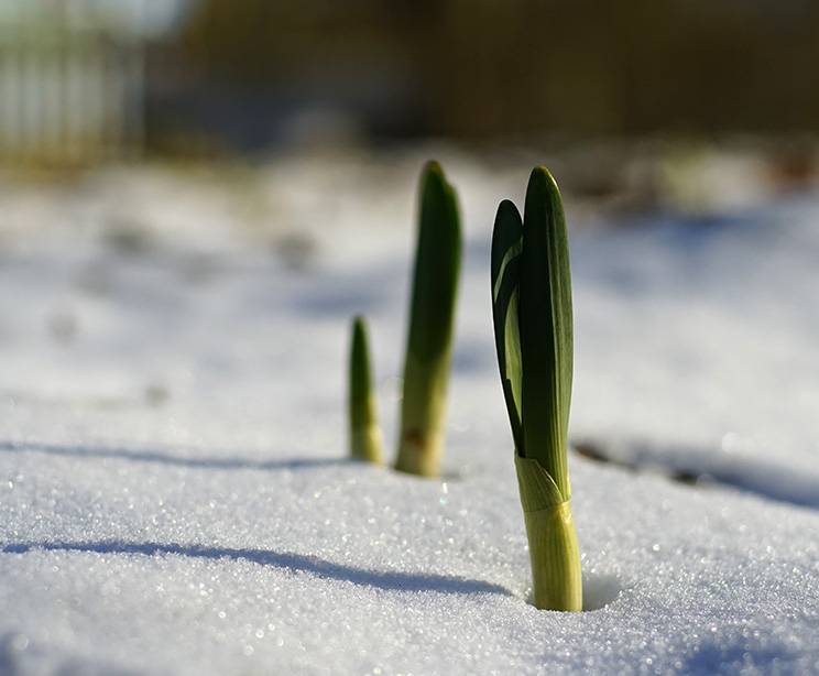 Snow 1.jpg