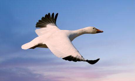 Snow-goose-007.jpg