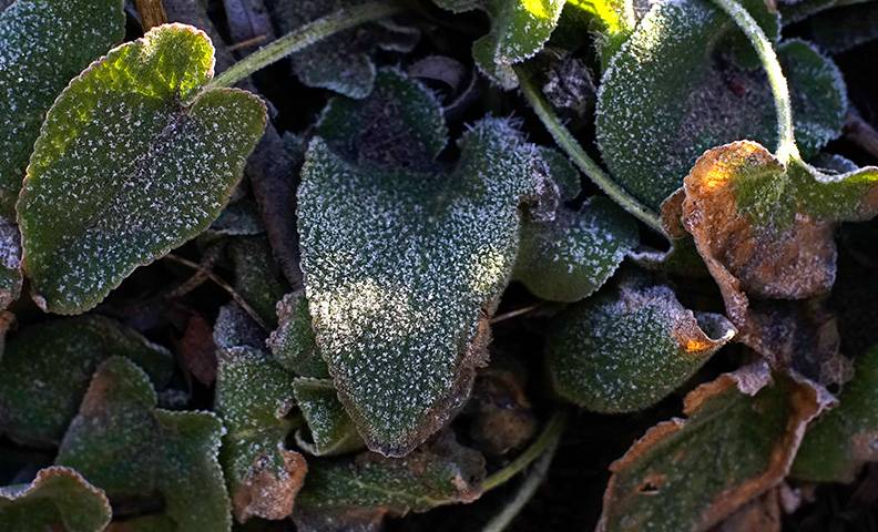 Snow on leaves.jpg