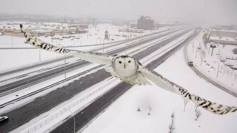 snow-owl.jpg