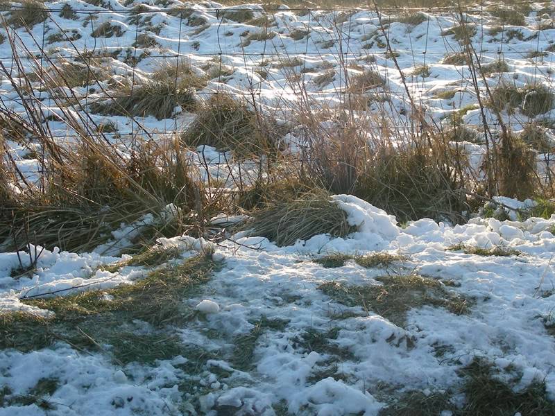 snow2.jpg