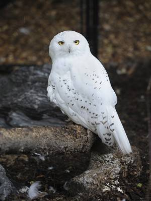 snowy-owl-sophie.jpg