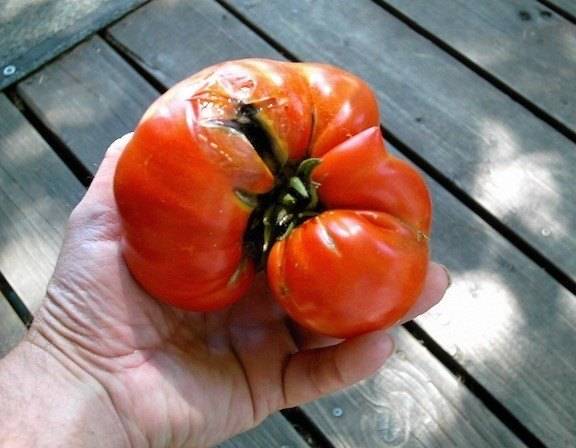 somewhat.nasty.over.ripe.tomato.jpg