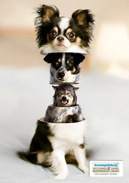 SonntagsZeitungtheinsightstoryDog.jpg