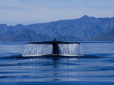 soury-gerard-blue-whale-raising-flukes-sea-of-cortez.jpg