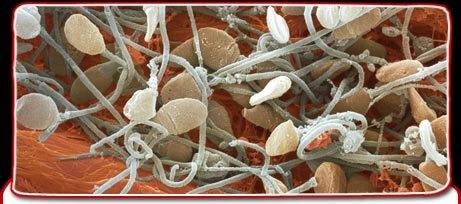sperm_race.jpg