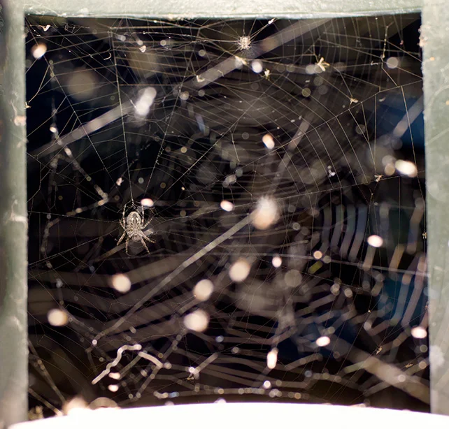 Spider (Canon nFD 50mm f1.4).webp