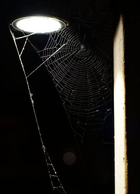 Spider web 1.jpg