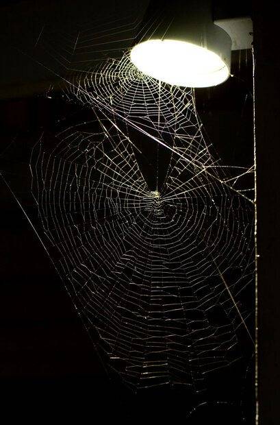 Spider web 2.jpg