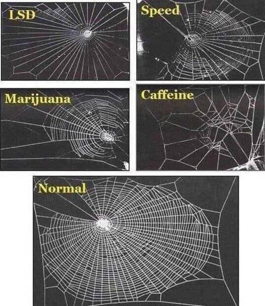 spider-webs.jpg