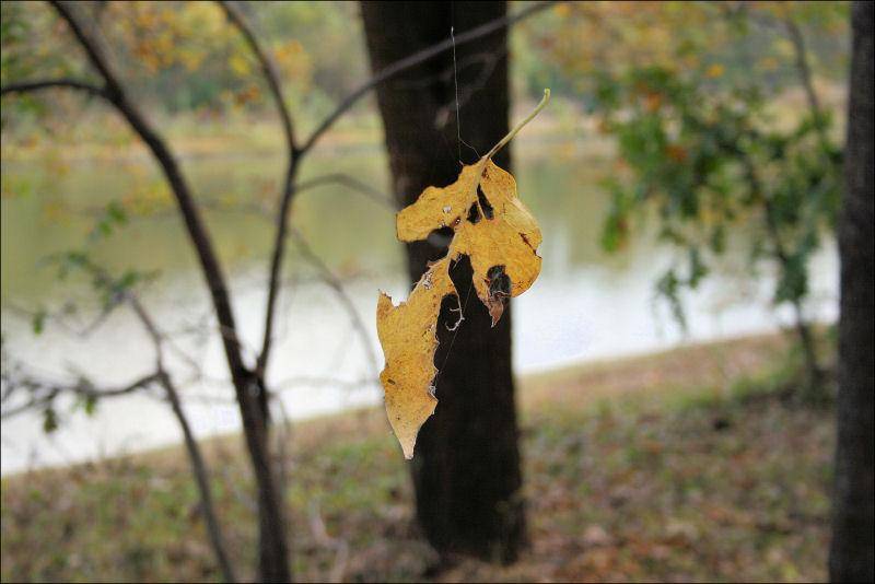 spinning_leaf.jpg