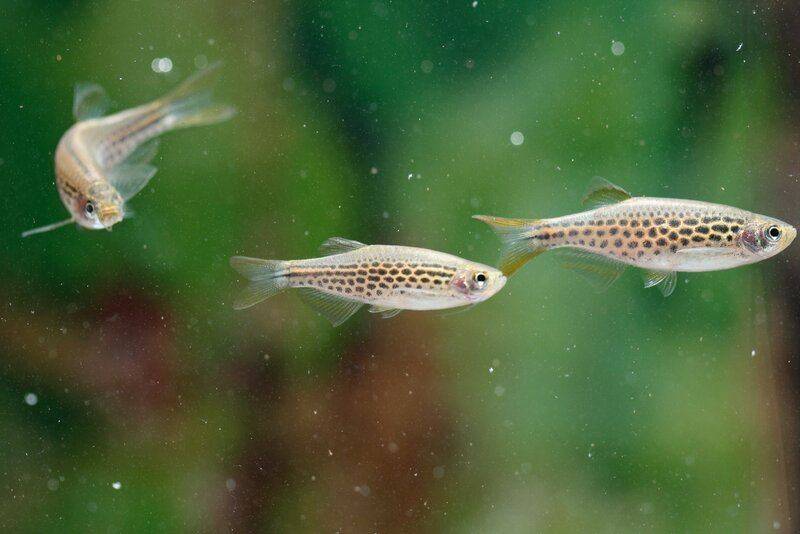spotted Danio kyathit.jpg