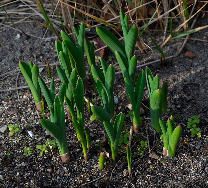 spring plants.jpg