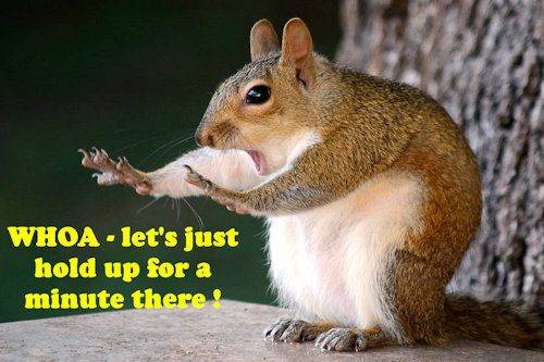 squirrel WHOA small.jpg