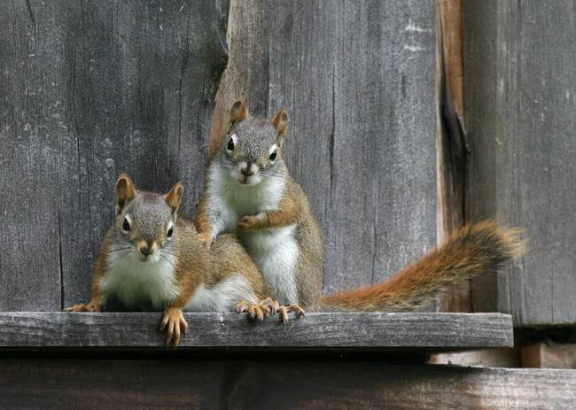 squirrels2.jpg