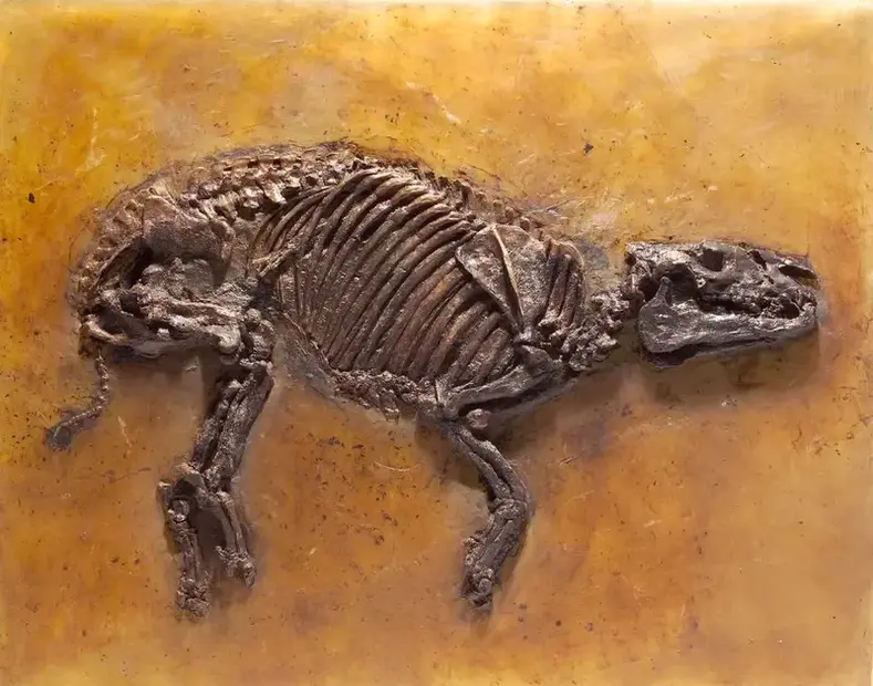 sses-hessisches-urpferd-propalaeotherium-hassiacum.webp