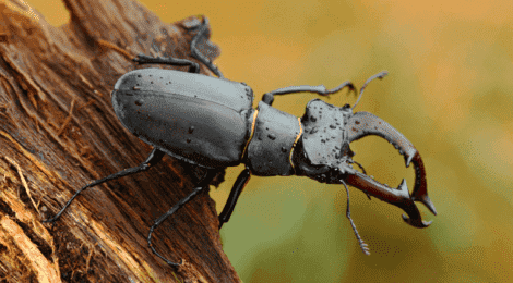 Stag-Beetle-F-Depositphoto-470x260.png