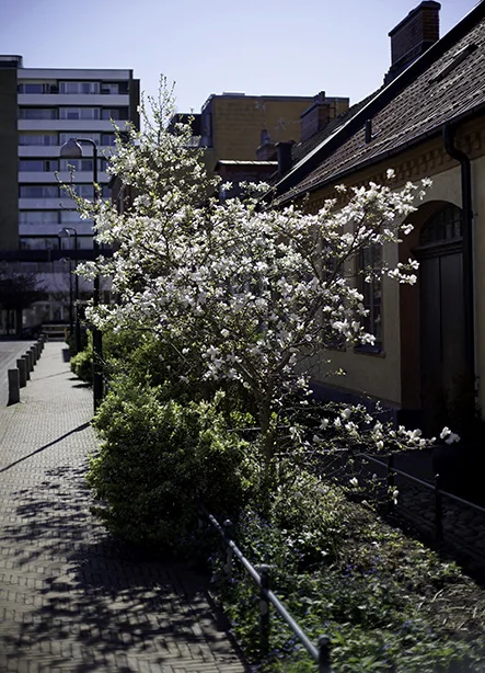 Star Magnolia.webp