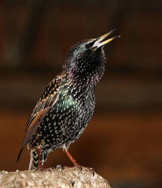 starling1352.jpg