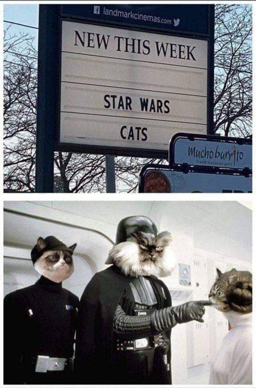 starwars-cats.jpg