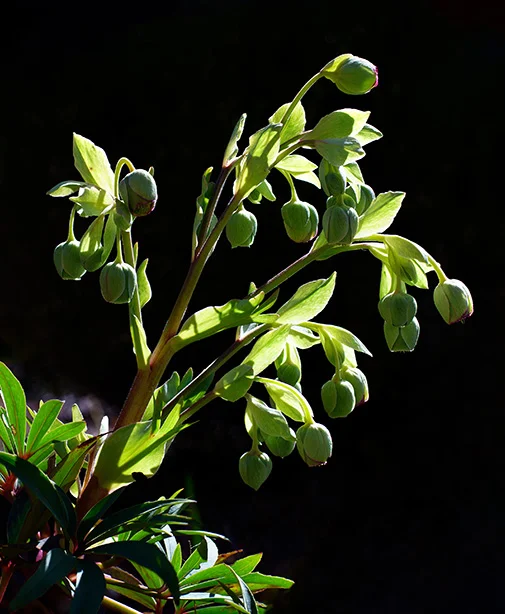 Stinking Hellebore (10) (stacked) (Canon nFD 50mm f1.4 + CPL).webp