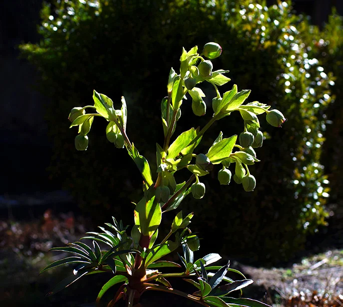 Stinking Hellebore (9) (stacked) (Canon nFD 50mm f1.4 + CPL).webp