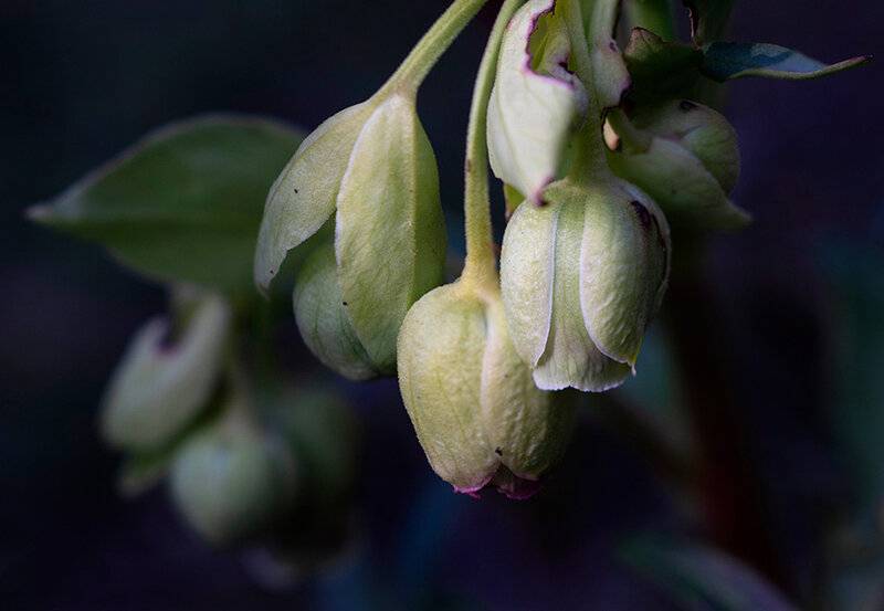 stinking hellebore.jpg