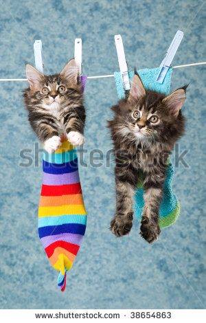 stock-photo--cute-maine-coon-kittens-sitting-inside-socks-hanging-from-washing-line-38654863.jpg