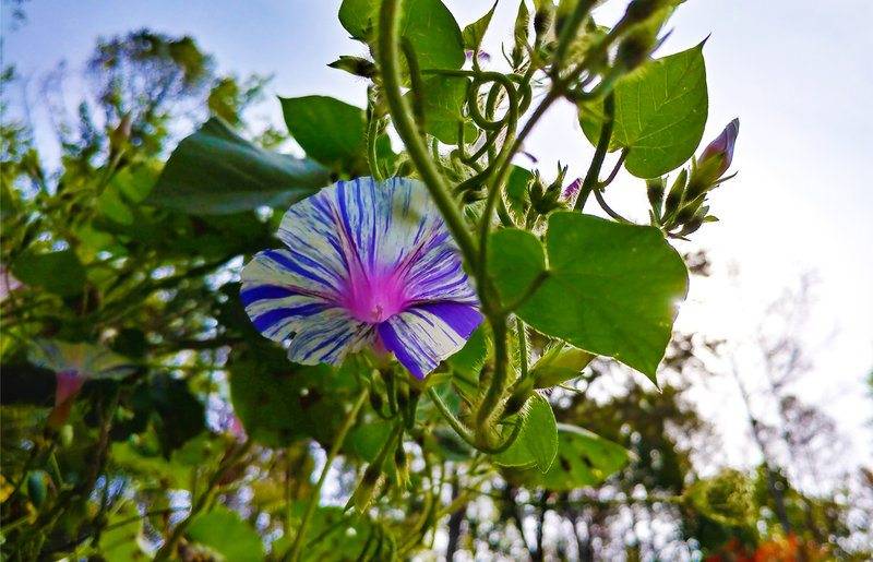 Striped Flower Sender.jpg