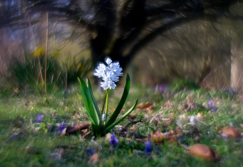 Striped Squill (1).webp