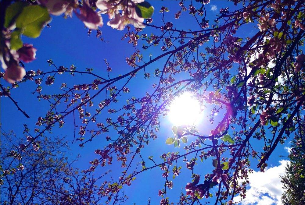 sun and blossoms.jpg