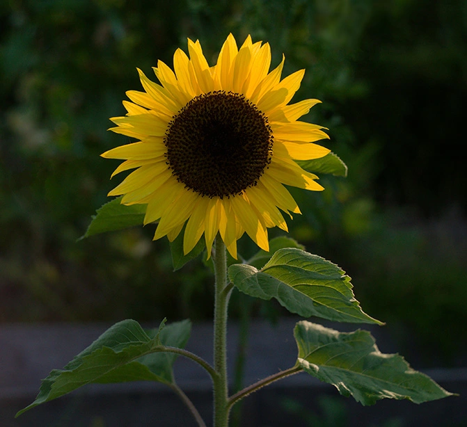 Sunflower.webp