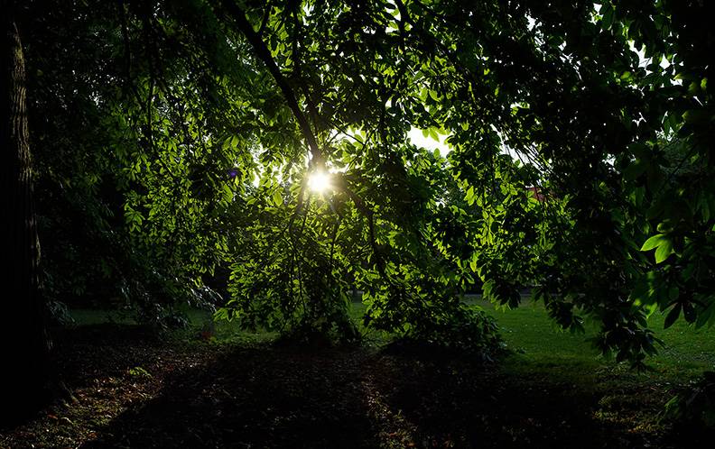 Sunlight through leaves (1) (Konica 28mm).jpg
