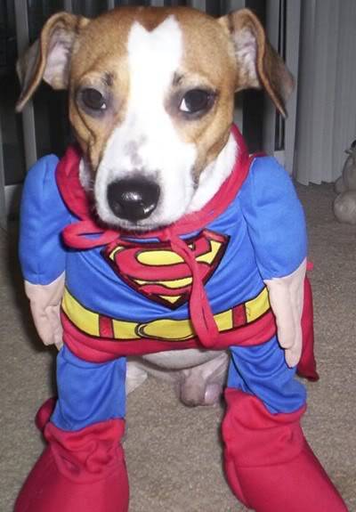 super-dog.jpg