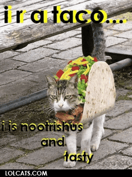 taco-cat-lrg.png