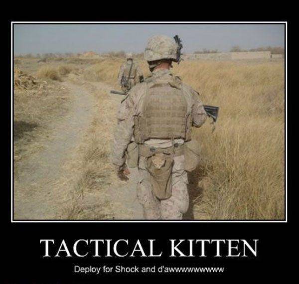Tactical-Kitten.jpg