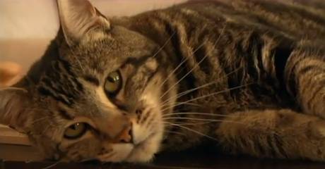 tara.the%20hero.cat.jpg