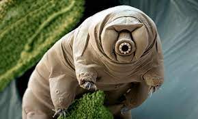 tardigrade.jpg
