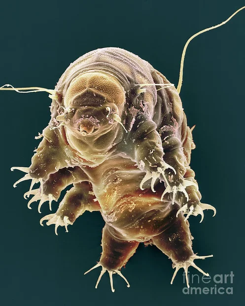 tardigrade2.webp
