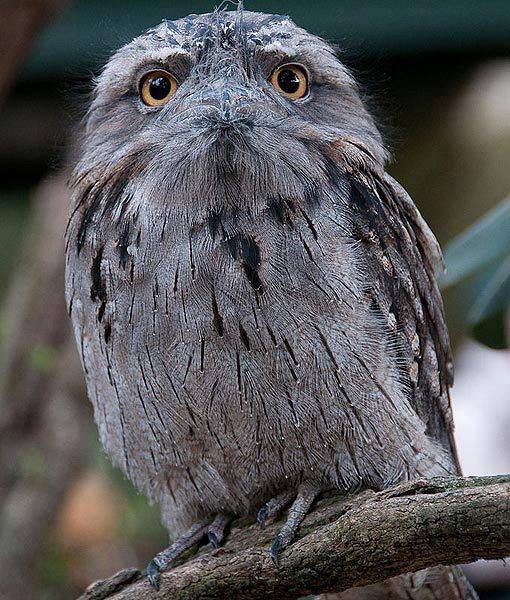 tawny-frogmouth-whatchamacallits-510x600.jpg