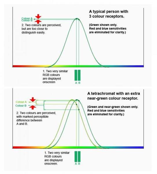 tetrachromat.jpg